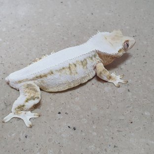 릴리화이트 솔리드백