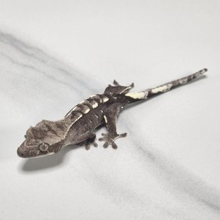 아잔틱
