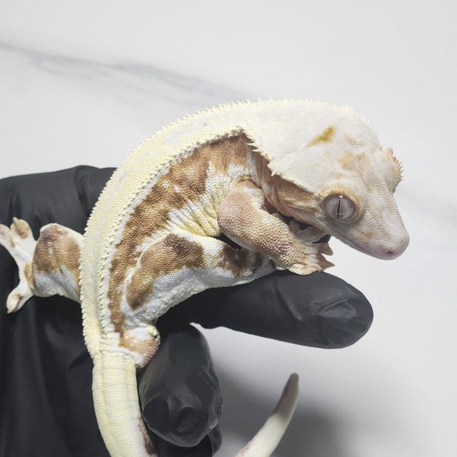 크림 릴리화이트