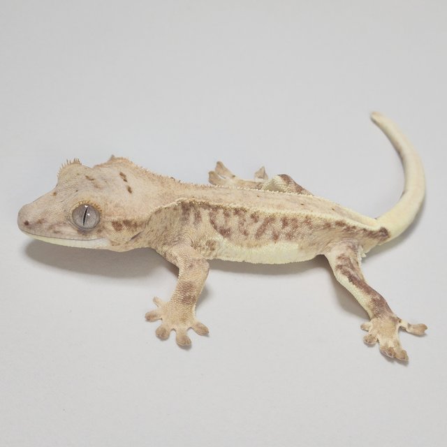 팬텀 크림 릴리화이트