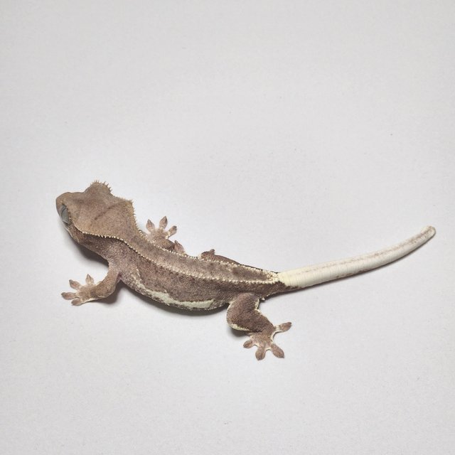 레드 팬텀 릴리화이트