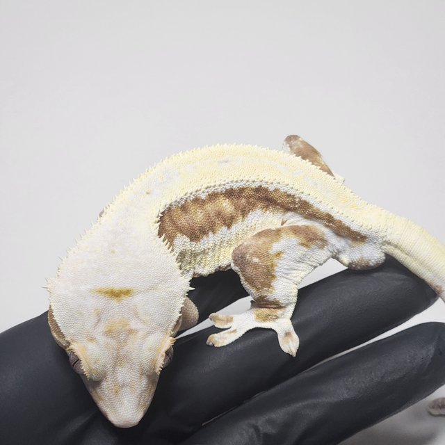 크림 릴리화이트