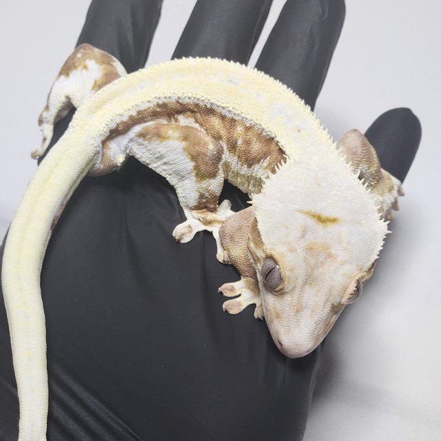 크림 릴리화이트