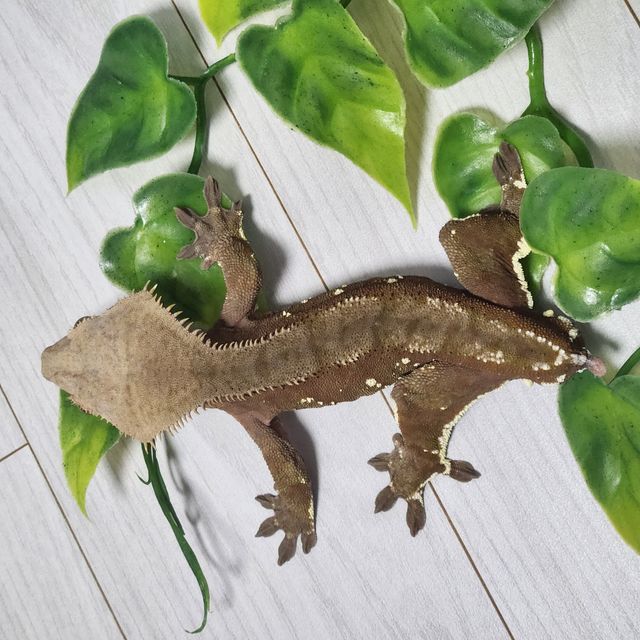 바이 레드