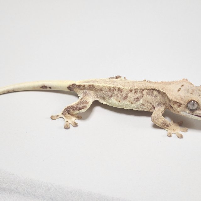 팬텀 크림 릴리화이트