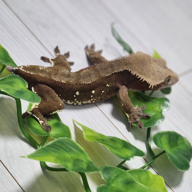 바이 레드
