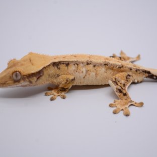 노멀 화이트스팟 드리피