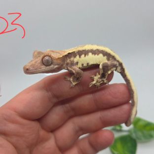프라푸치노