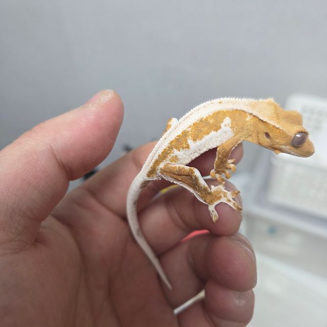 릴리100%헷아잔틱