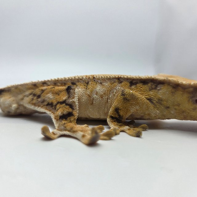 노멀 화이트스팟 드리피