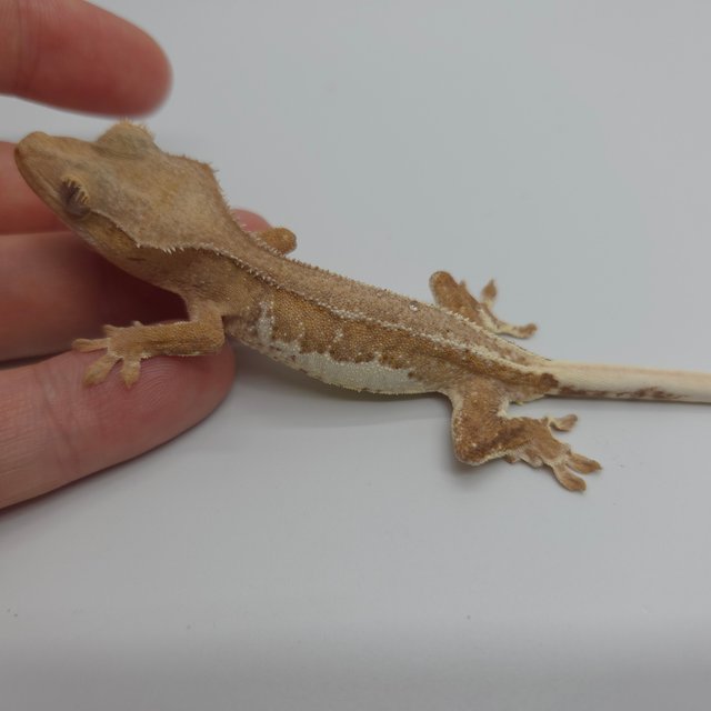 릴리100%헷아잔틱