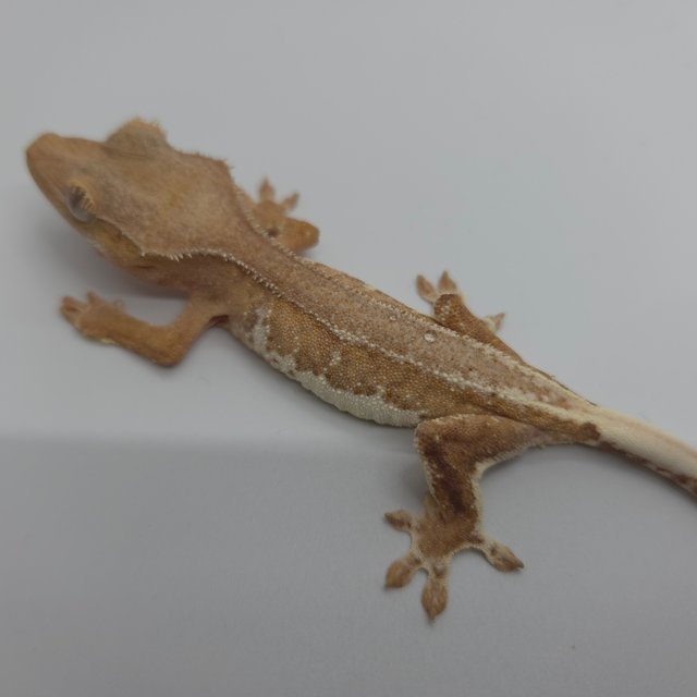 릴리100%헷아잔틱