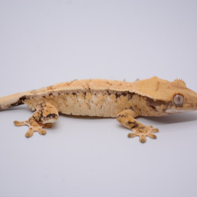 노멀 화이트스팟 드리피