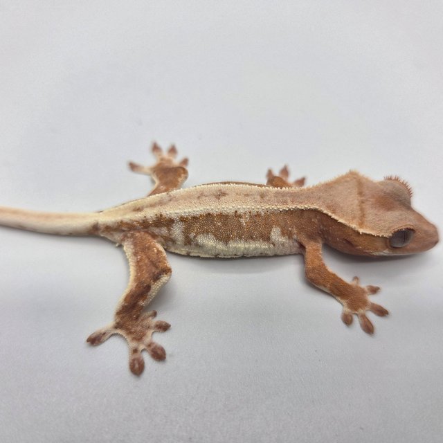 릴리100%헷아잔틱