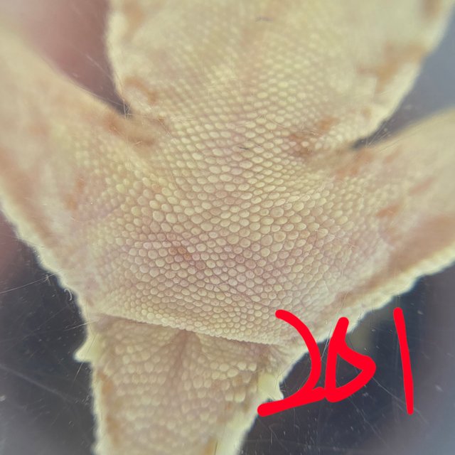 릴리100%헷아잔틱