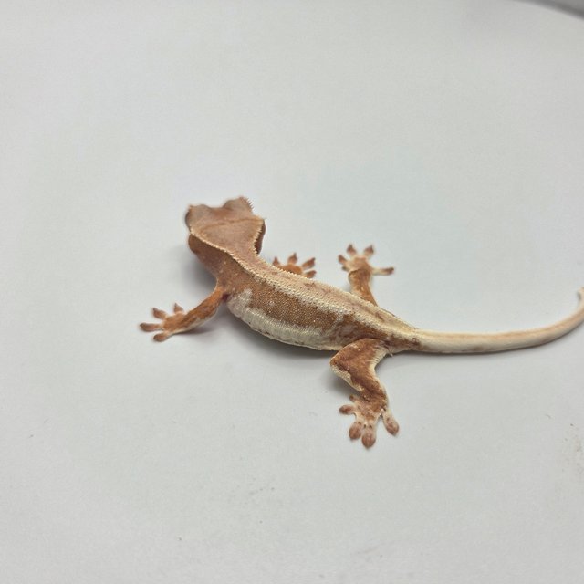 릴리100%헷아잔틱