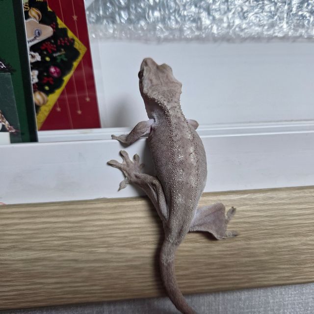 루왁