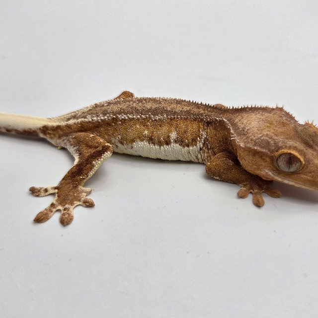 릴리100%헷아잔틱