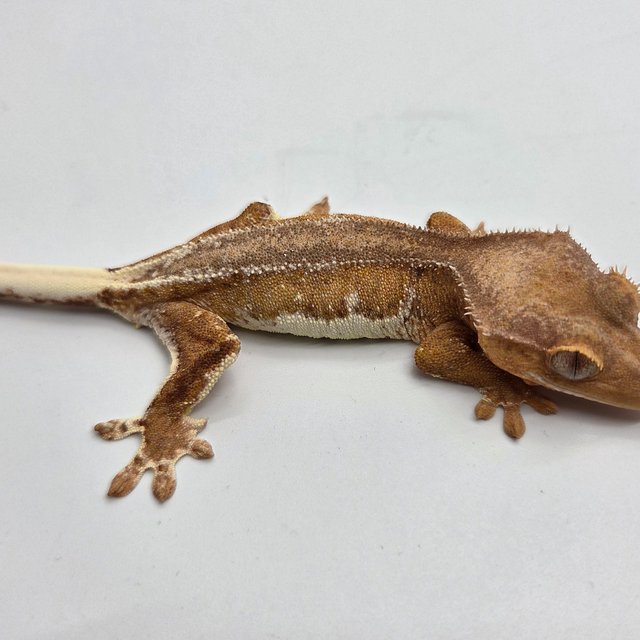 릴리100%헷아잔틱