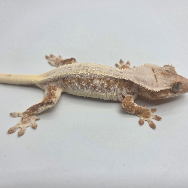 릴리100%헷아잔틱 솔리드백