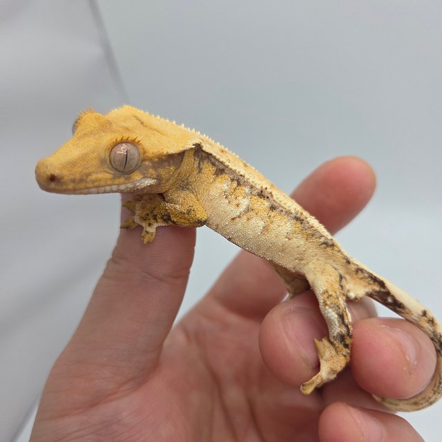 노멀 화이트스팟 드리피