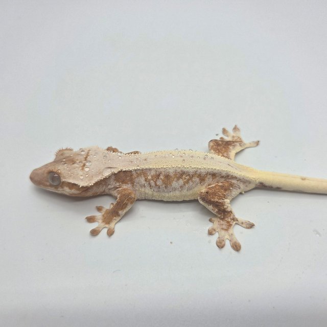 릴리100%헷아잔틱 솔리드백