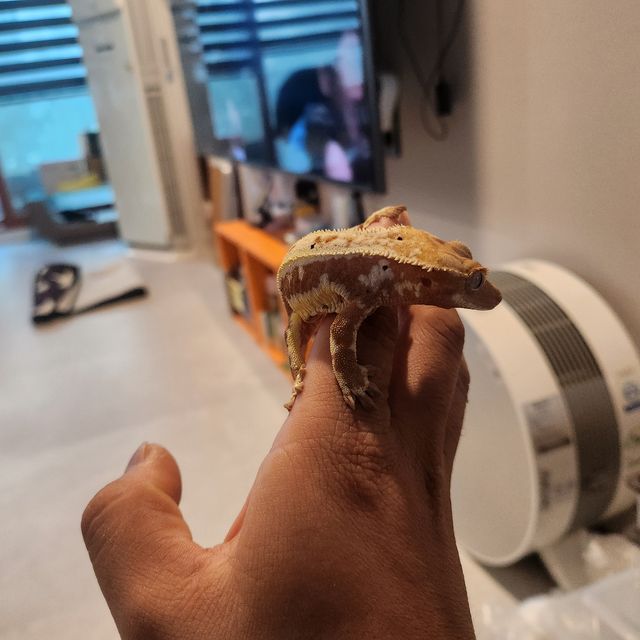 릴리화이트 레드 화이트