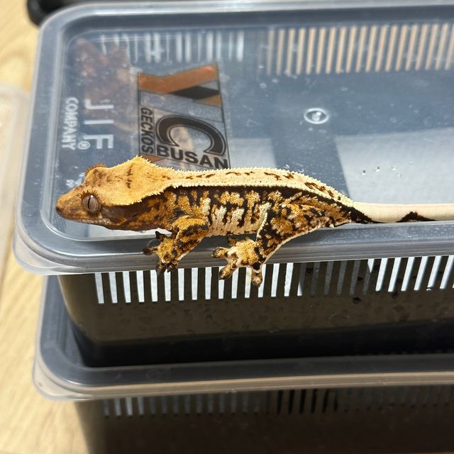 트라이