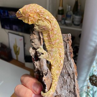 브로쓰 리핀리치스 하이 컬러