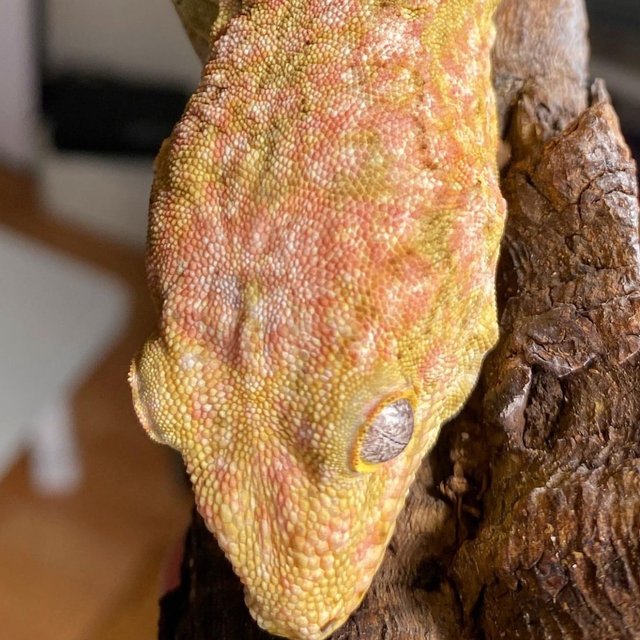 브로쓰 리핀리치스 하이 컬러