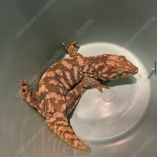 브로쓰 리핀리치스 하이 컬러