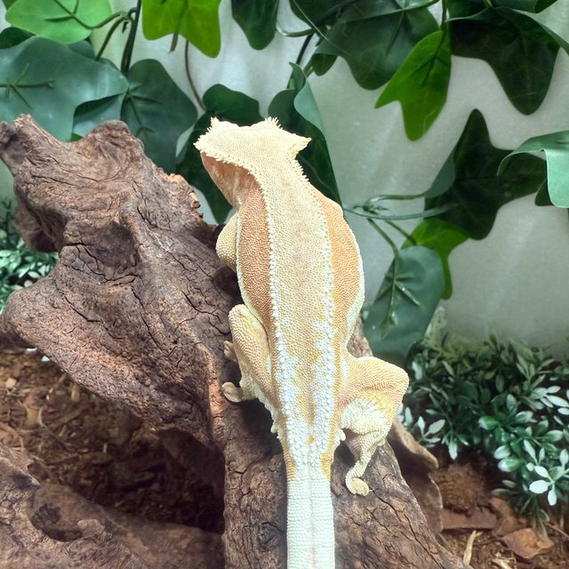 레드 바이 팬텀