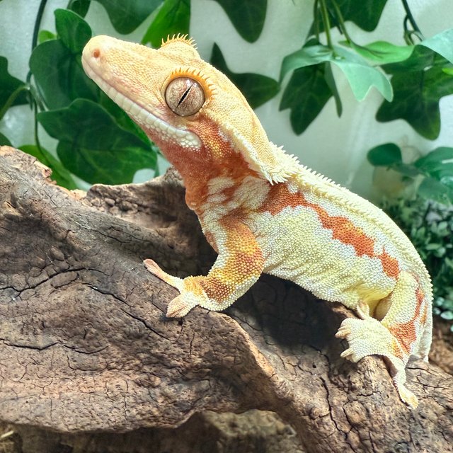 레드 바이 릴리화이트