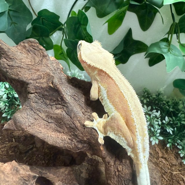 레드 바이 팬텀