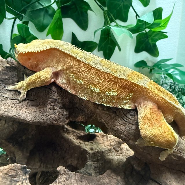 레드 바이 팬텀