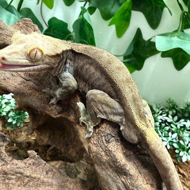 챠콜 다크 팬텀