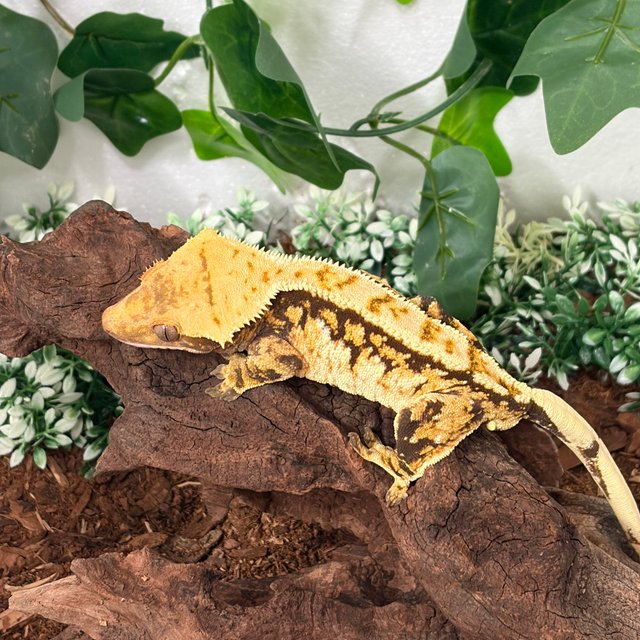 트라이 풀핀 쿼드 드리피