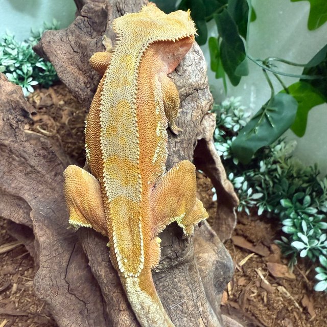 레드 바이 팬텀