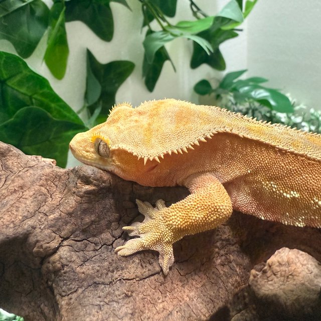 레드 바이 팬텀