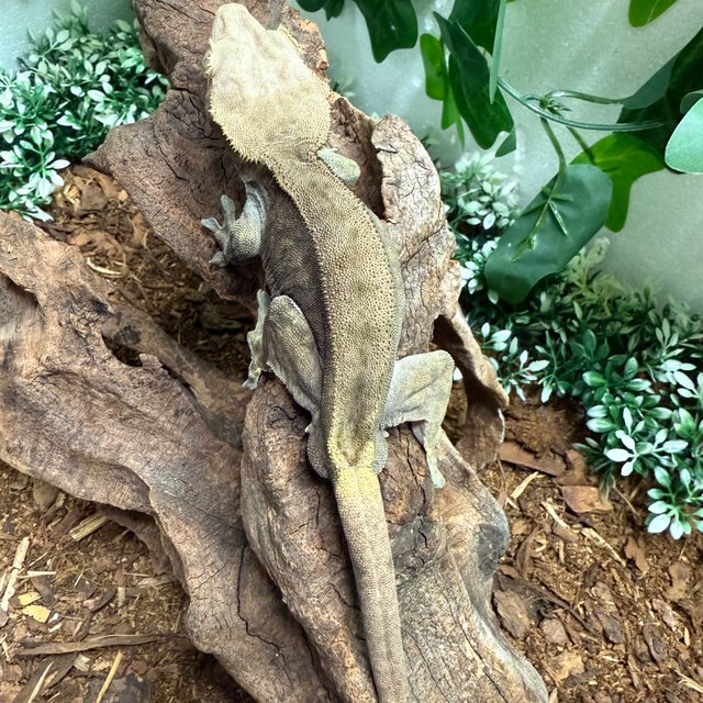 챠콜 다크 팬텀