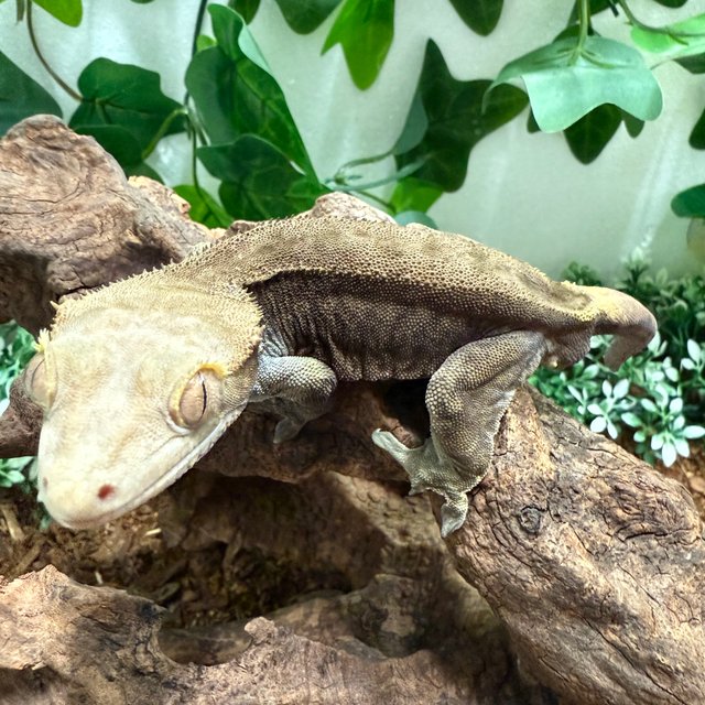 챠콜 다크 팬텀