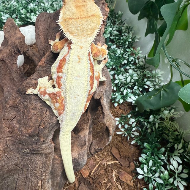 레드 바이 릴리화이트