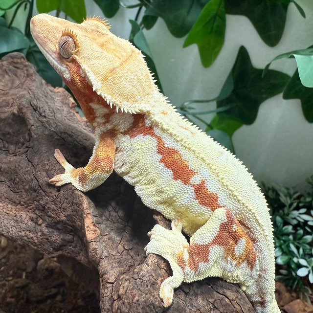 레드 바이 릴리화이트