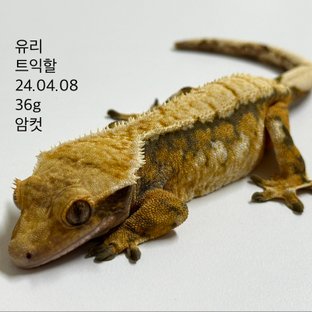 노멀 트라이 익스트림할리퀸