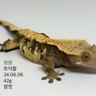 노멀 트라이 익스트림할리퀸