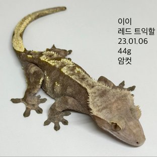 노멀 트라이 익스트림할리퀸 레드