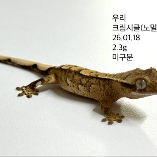 노멀 크림시클