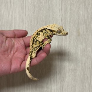 노멀 트라이 핀스트라이프