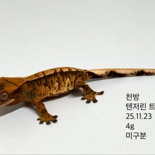 노멀 트라이 익스트림할리퀸 텐저린