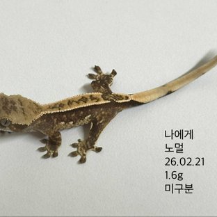 노멀 핀스트라이프